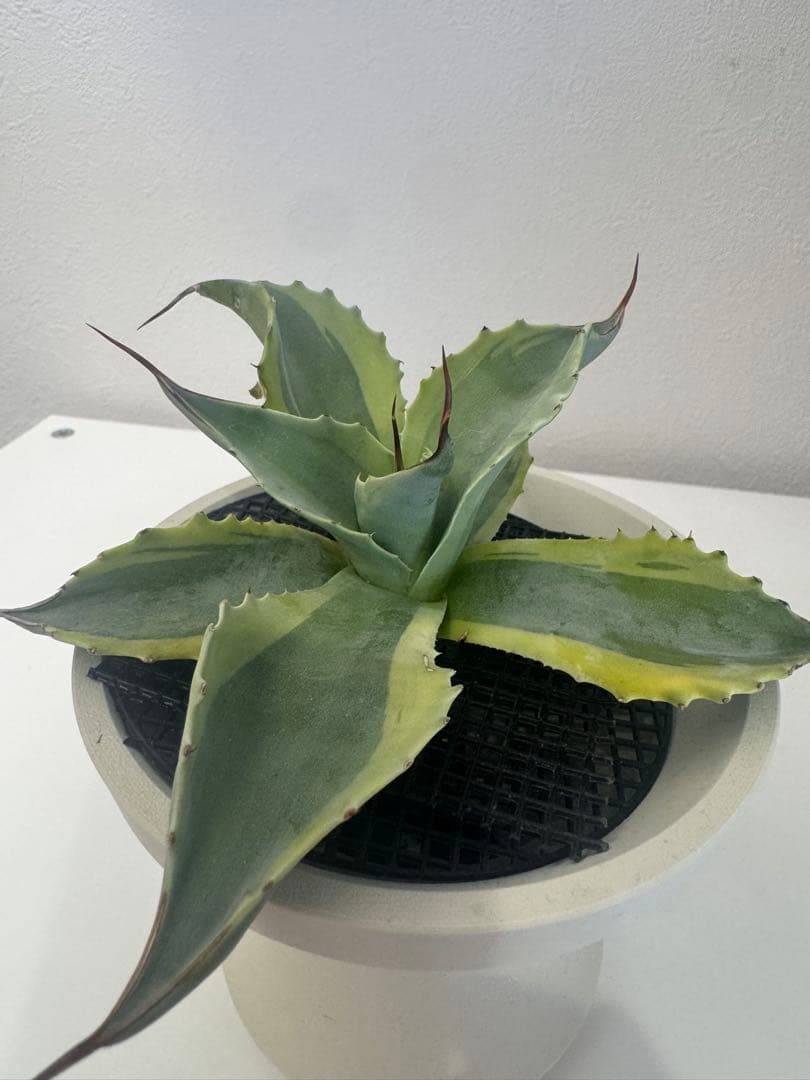 アガベ オバティフォリア　オルカ アガベ・オバティフォリア バリエガータ オルカ｜Agave ovatifolia