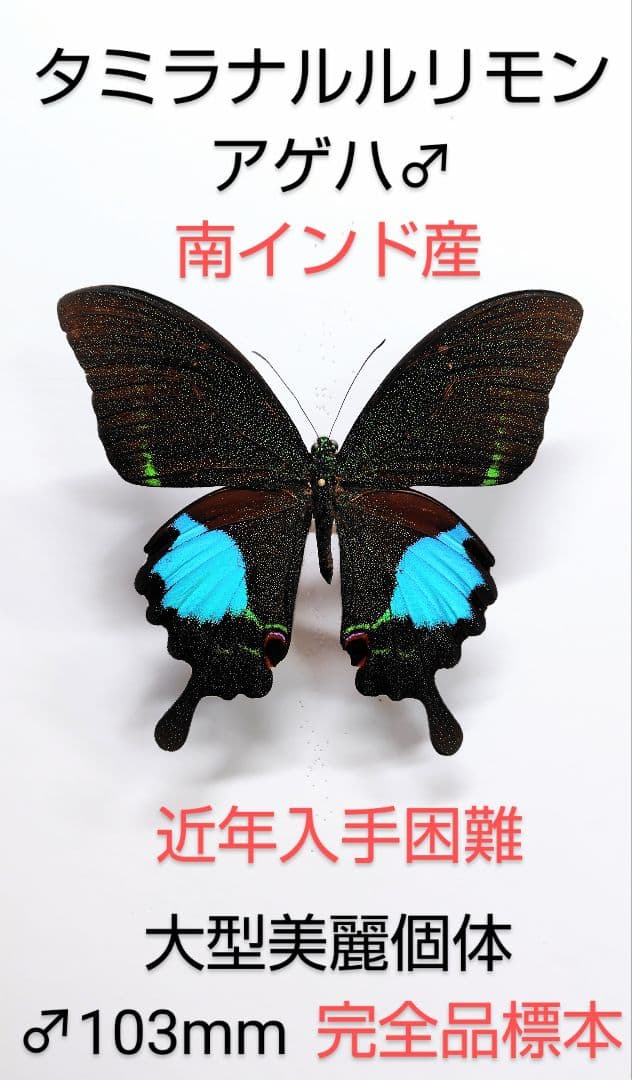 【★専用palpal様★】タミラナルルリモンアゲハ♂標本★南インド産♂103mm カルナルリモンアゲハ , アゲハ蝶科標本 , 蝶の標本 販売・通販の