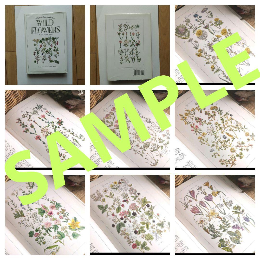 WILD FLOWERS 植物図鑑 ボタニカルアート 洋書 古書 サワビー WILD FLOWERS 植物図鑑 ボタニカルアート 洋書 古書 サワビー WILD