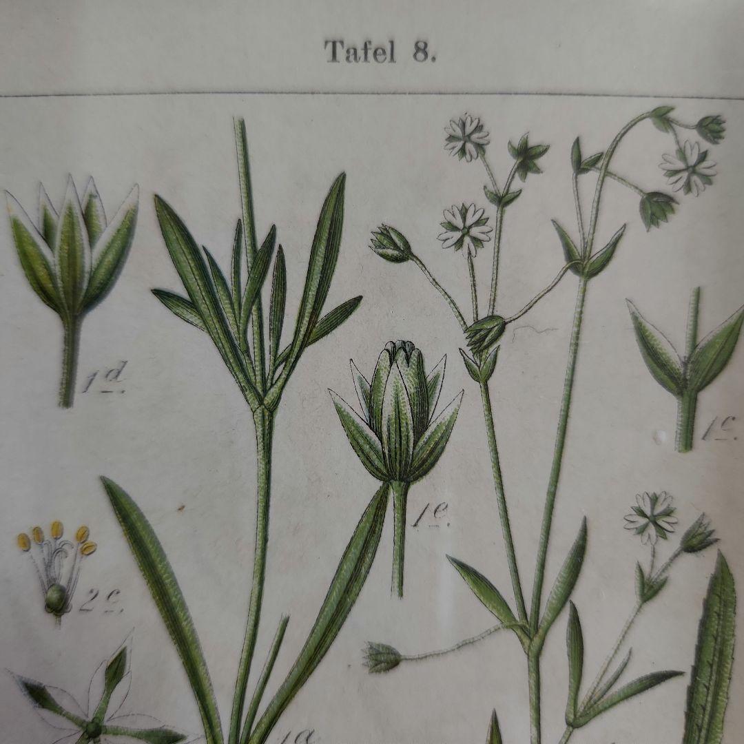 ボタニカルアート 植物図鑑 リトグラフ アンティーク 原画 絵画 アート