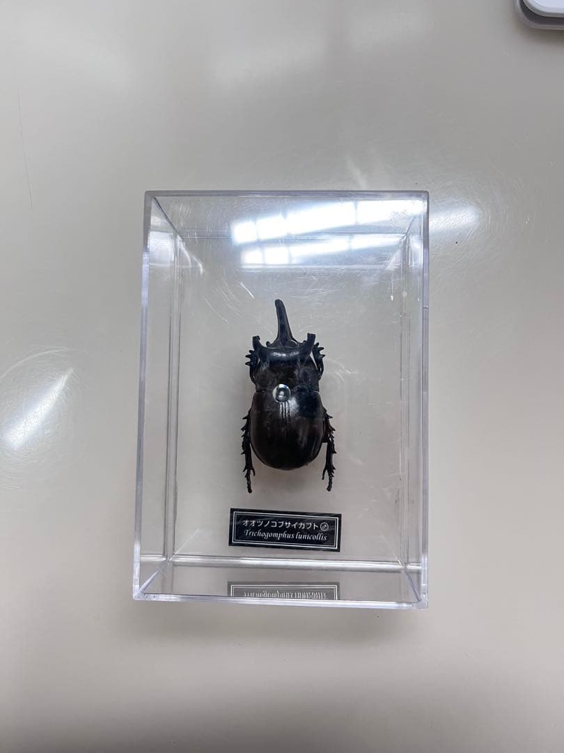昆虫標本フィギュア 「オオツノコブサイカブト♂」 - メルカリ