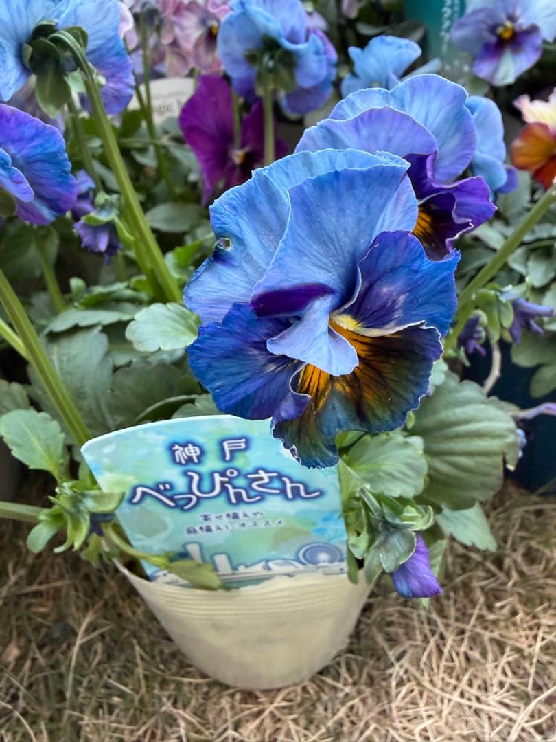 M*I様 べっぴんさん　みはなだ　マスク・ザ・ブルー　最終