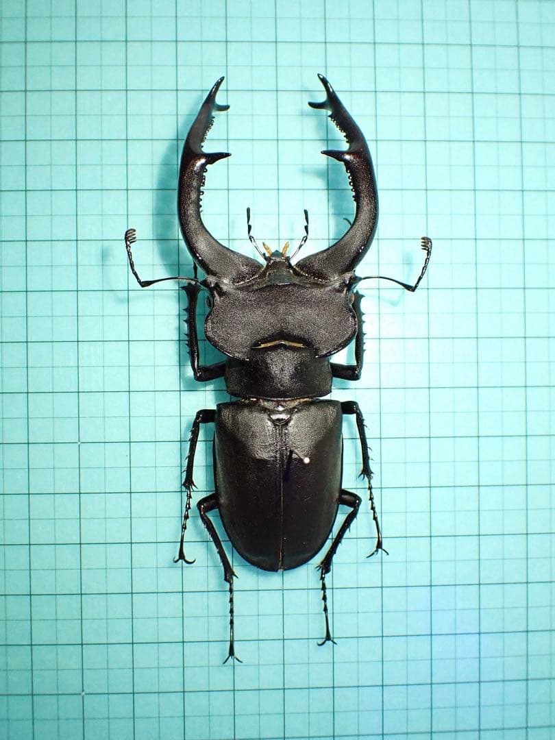 【標本】ユダイクスミヤマクワガタ　トルコ産　91.8ミリ　飼育品 標本】ユダイクスミヤマクワガタ トルコ産 91.8ミリ 飼育品 標本
