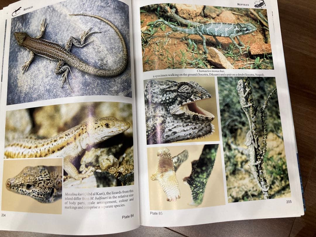 Fauna of the Socotra Archipelago Field - メルカリ