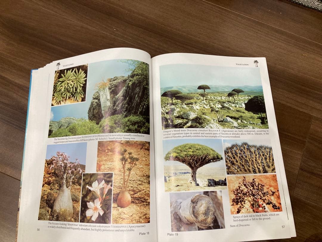 Fauna of the Socotra Archipelago Field - メルカリ