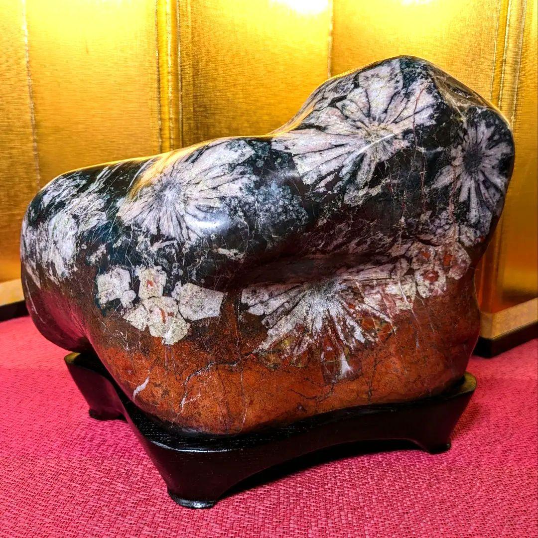 菊花石 岐阜県根尾谷産4.9㌔ 鑑賞石 観賞石 水石 盆石 天然石 三蓋松