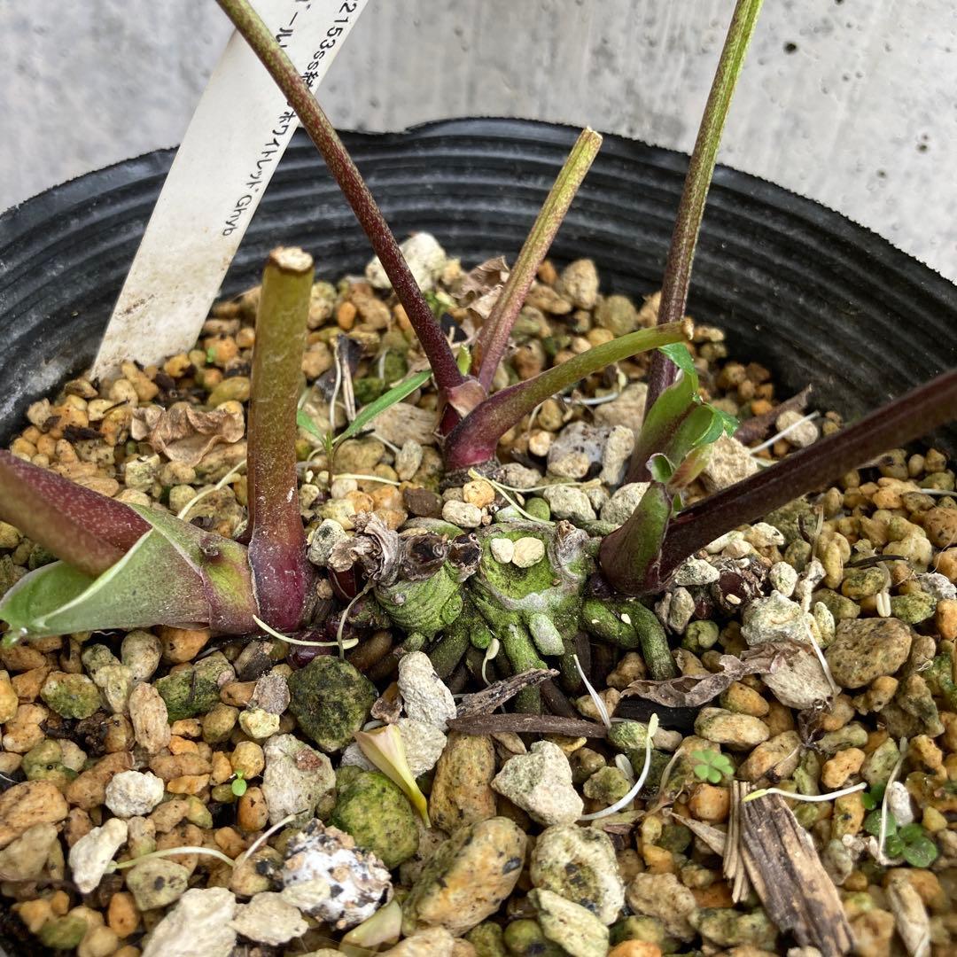 クリスマスローズ 開花株 4.5寸 昨シーズン購入苗 加藤農園 2/27まで