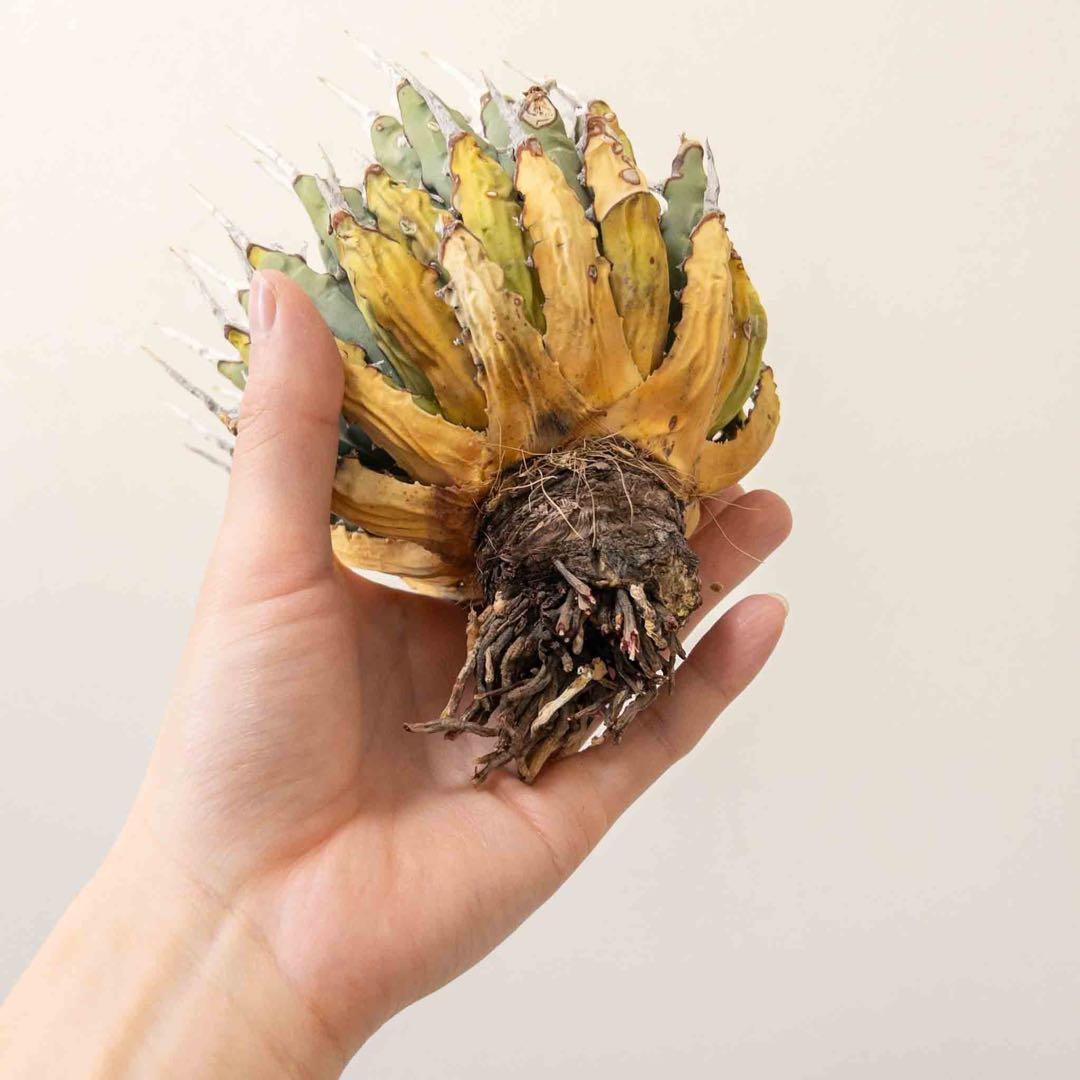 20 微発根済み ユタエンシス エボリスピナ 現地株 ベアルート 陽炎