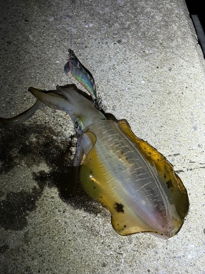 エギセット SRIXON ZXi7 アイアン(6本セット) N.S.PRO 850GH レフティ(アイアン