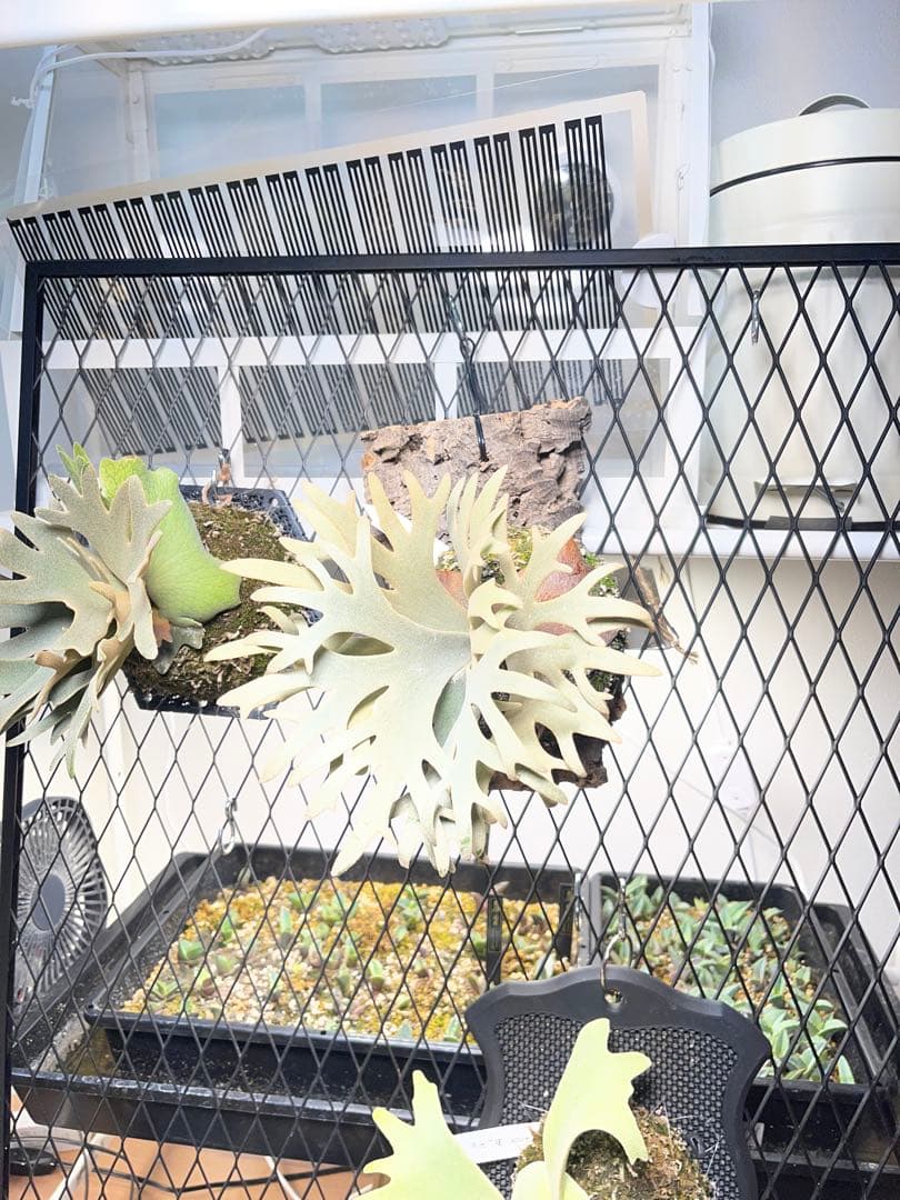 ビカクシダ P. willinckii Jenny TC スーパードワーフ - メルカリ