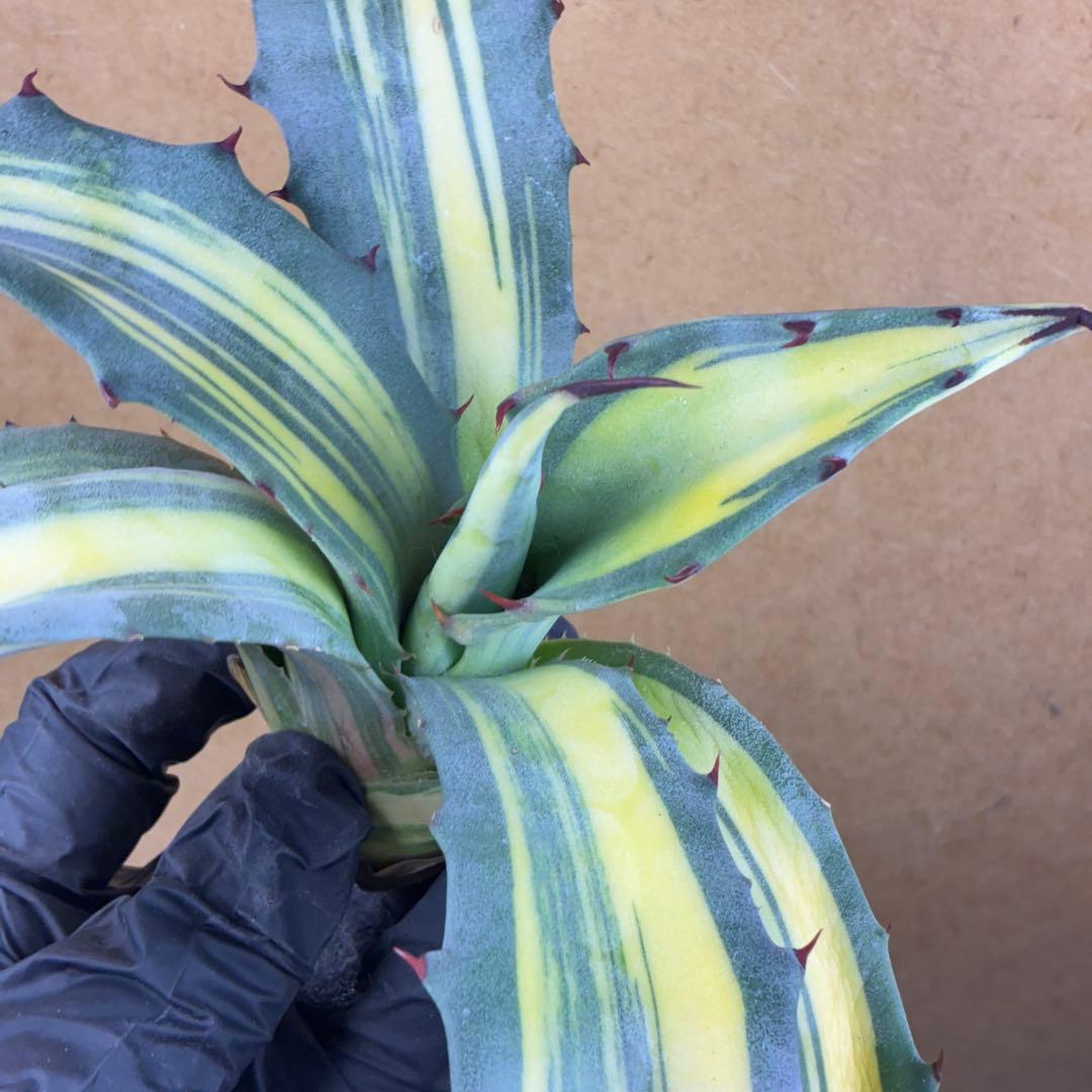 M*k様 アガベ フェロックス錦 大株 極上株 縞斑錦 永久斑 超希有