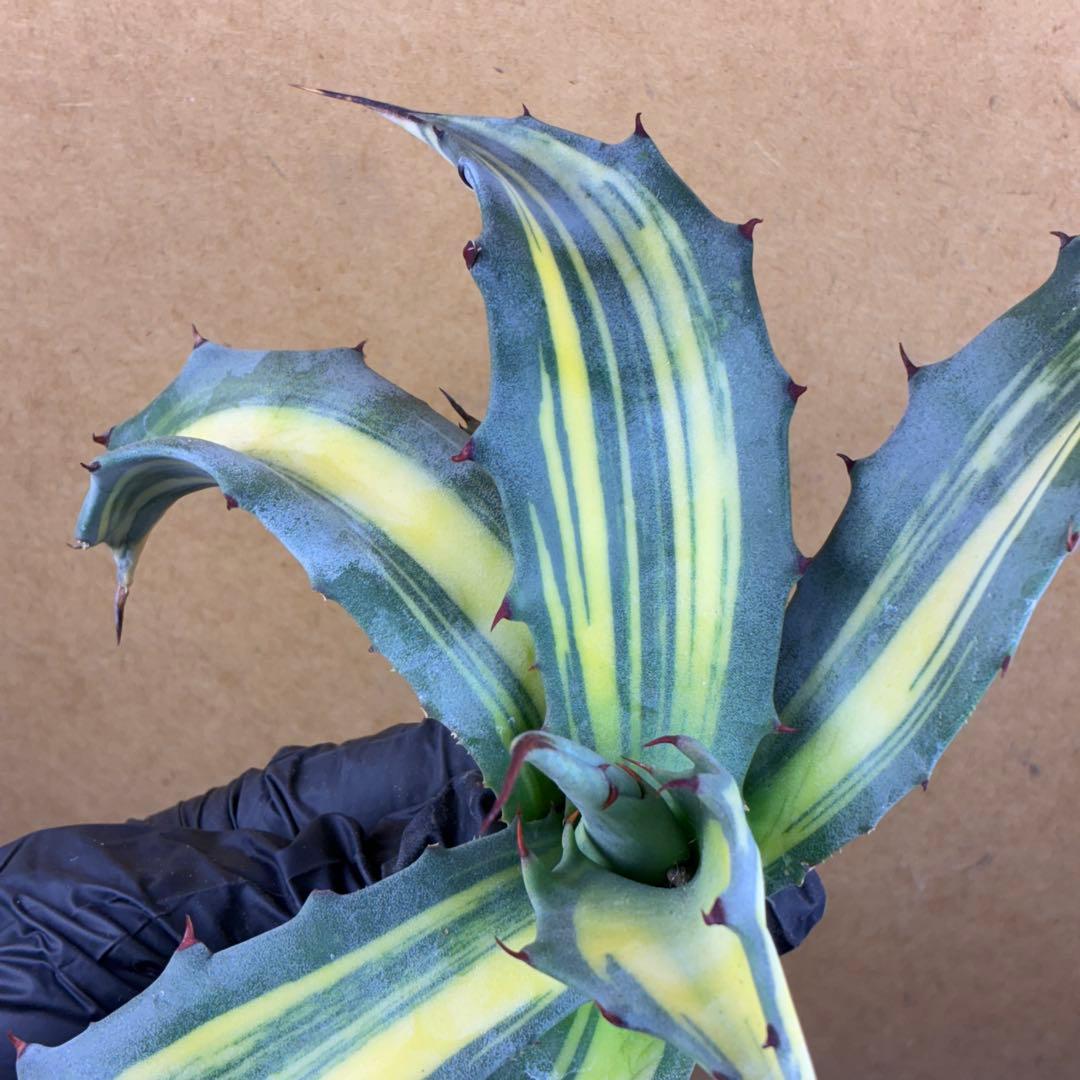 M*k様 アガベ フェロックス錦 大株 極上株 縞斑錦 永久斑 超希有