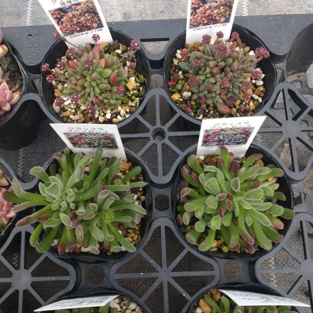 Chikoꕤ︎︎·͜·さん専用