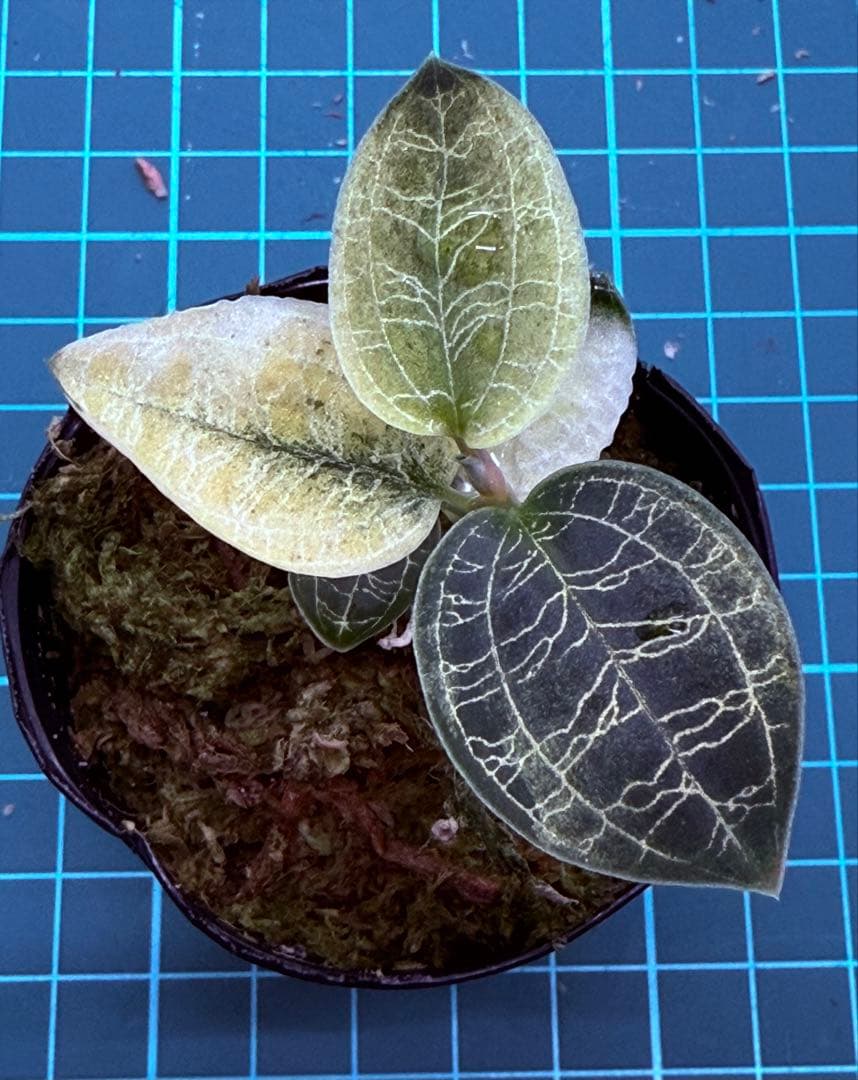 【斑入り】 ① マコデスペトラ Yahoo!オークション - ①斑入り マコデスペトラ 【ジュエルオーキッド