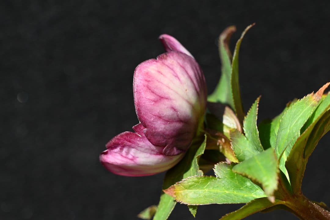 クリスマスローズ sdレッドソフトカップ咲きタイプ 加藤農園 - メルカリ