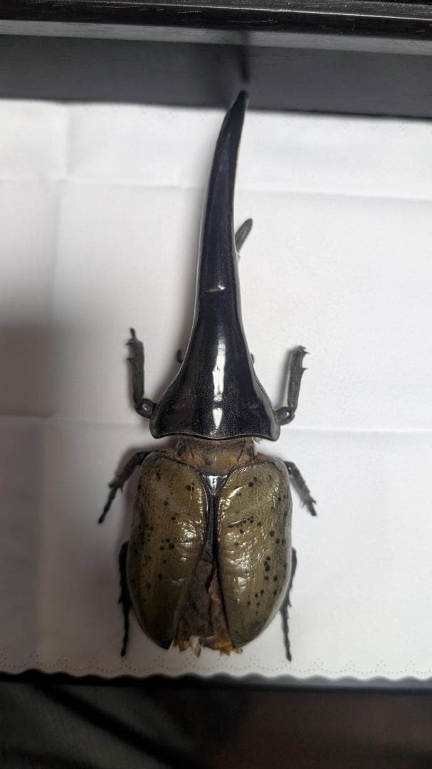 D.h. ヘラクレス　標本 max 180㎜ DHヘラクレスオオカブト♂152mm 飛翔標本 | オオクワ京都昆虫館