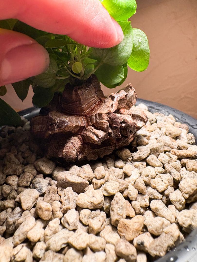 丸型良型】No.6アフリカ亀甲竜 実生 幅5cm 将来有望 - メルカリ