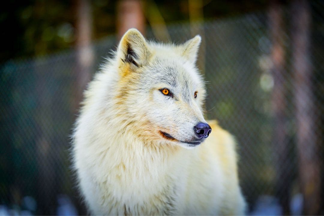 Eマウント　TAMRON 150-500mm F/5-6.7 Di III