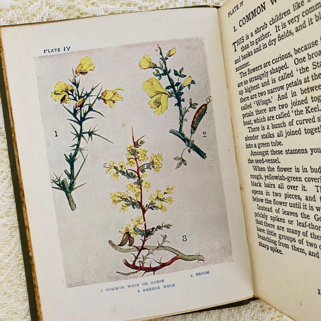 洋書 古書 アンティーク イギリスの植物図鑑 美しいカラー図版48点