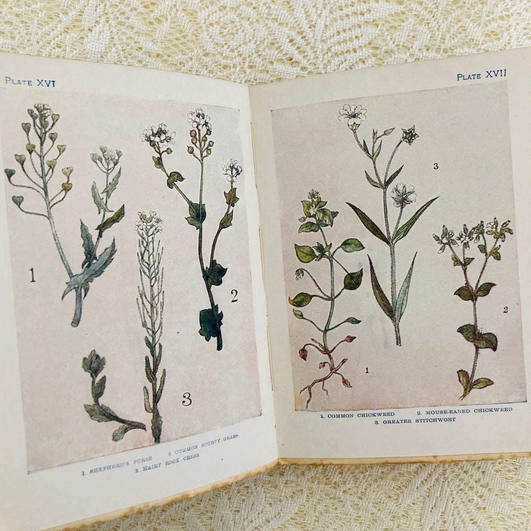 洋書 古書 アンティーク イギリスの植物図鑑 美しいカラー図版48点