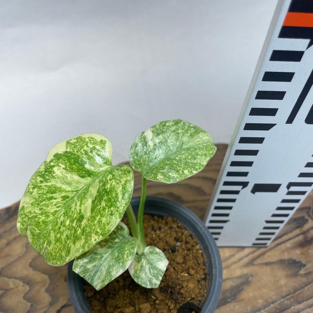 ゆ*様 q12モンステラ デリシオーサ レガシー 斑入り - メルカリ