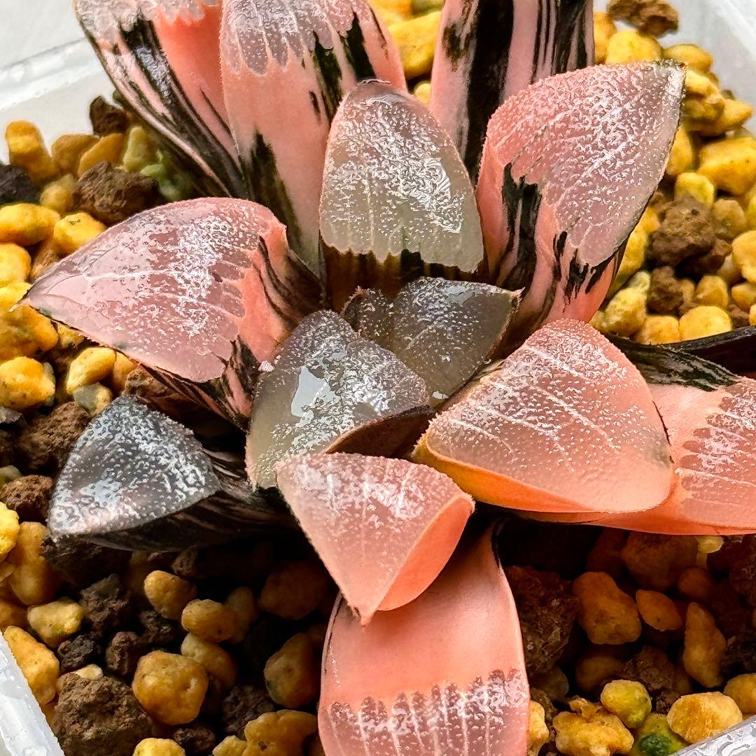 ハオルチア ハオルシア 多肉植物 観葉植物 赤斑コレクタ錦 超美株 極上