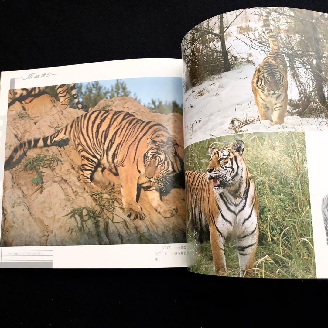 アムールトラ（シベリアトラ）写真集「東北虎 上・下巻」2冊セット 刘丹 撮影
