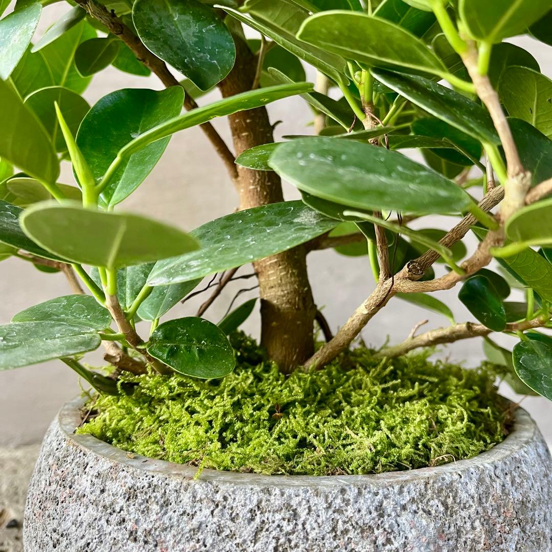 パンダガジュマル 天然苔 盆栽仕立て 陶器鉢 植え込み発送 - メルカリ