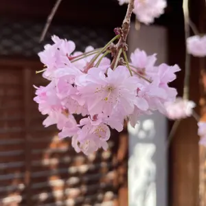 DVD 村越 Harry 弘明 The One and Only - メルカリ