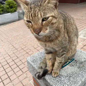 アナカラーインターステラ デッキ 40枚 アナカラーマルル 月ノ美兎