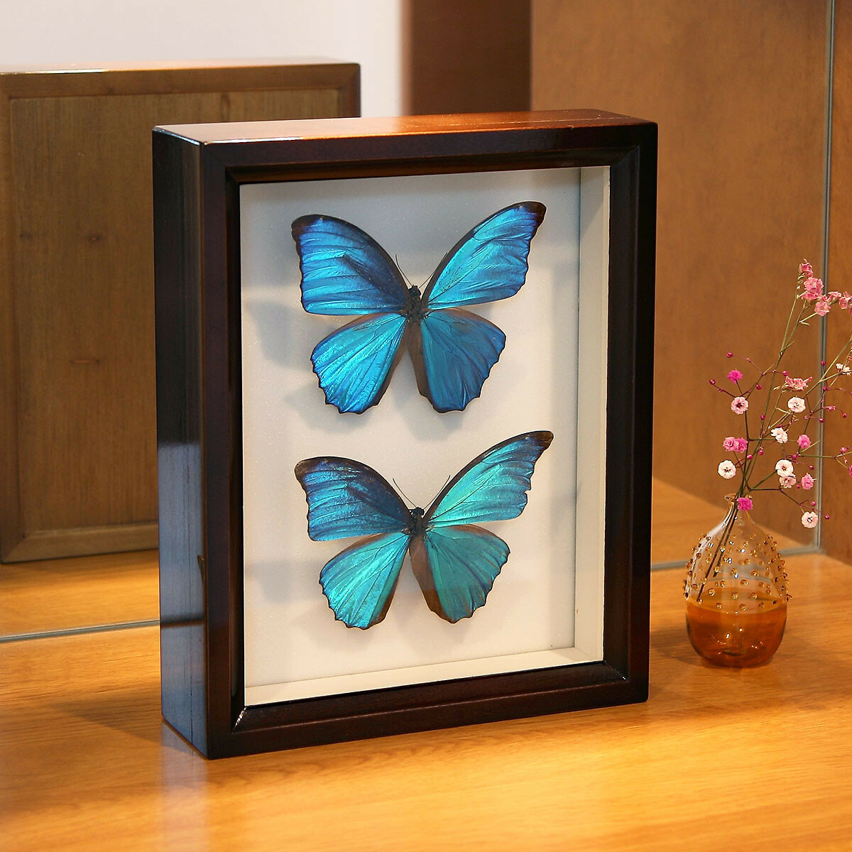 昆虫標本箱（ドイツ箱）モルフォ蝶2頭入り - T-WOOD'S GALLERY | minne
