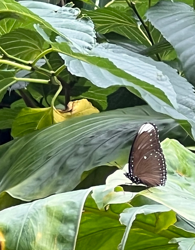 採集観察地ガイドシリーズ | 『琉球列島の鱗翅目関連』採集観察地ガイド
