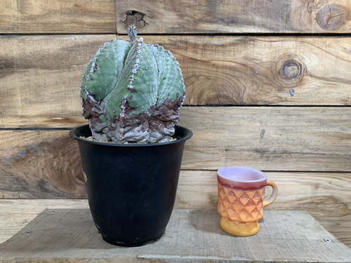 アストロフィツム 鸞鳳玉 ストロンギロゴナム 6号鉢 | NAT PARK