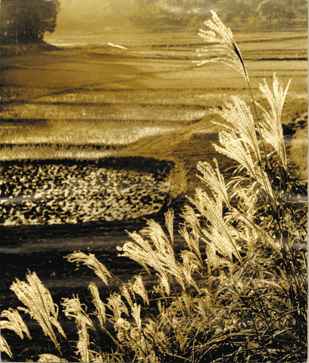 田中一村と千葉 市美術館から＞大作の画法に写真の造詣：東京新聞デジタル