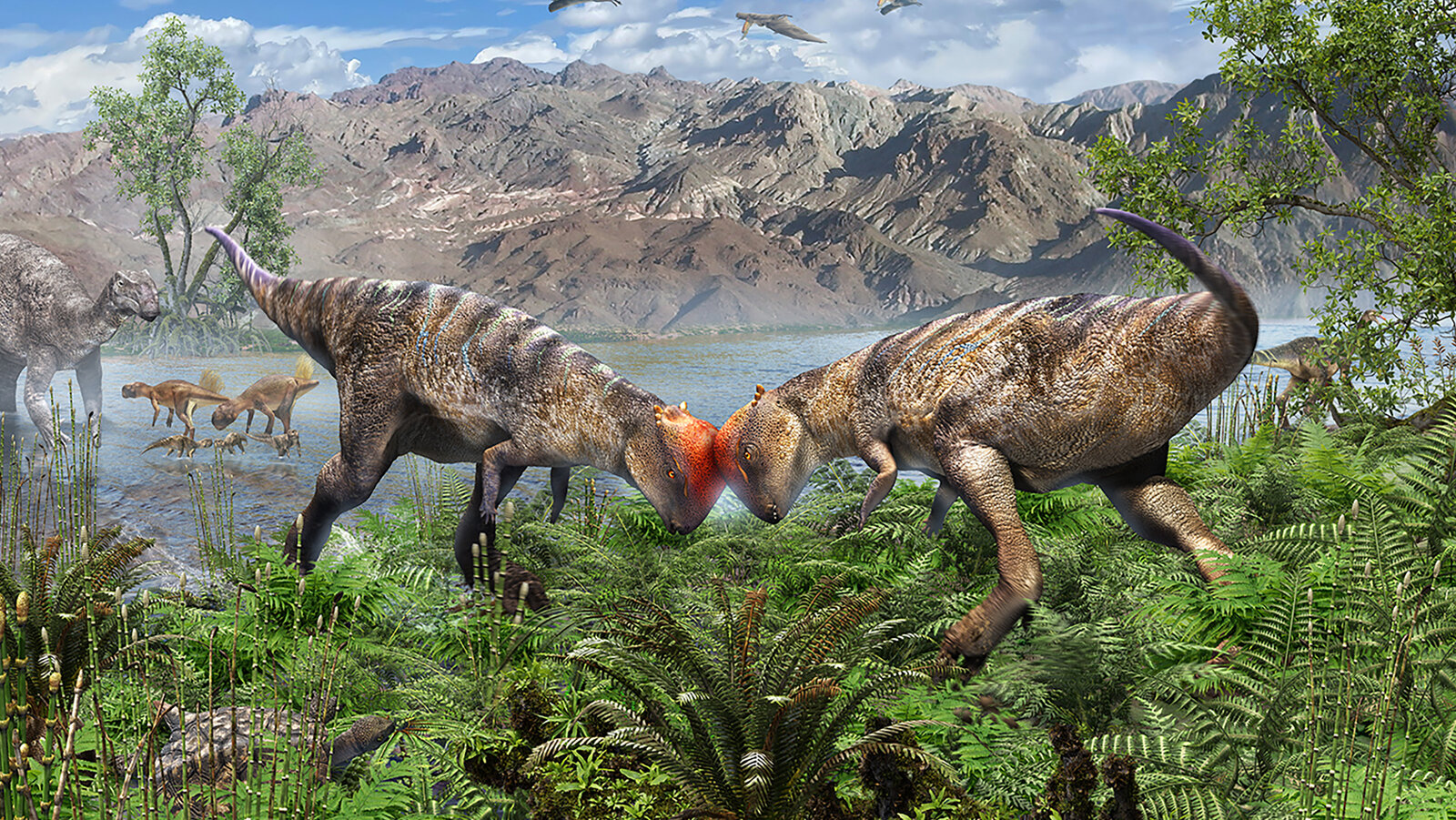 Oldest Dome-Headed Dinosaur Revealed by 'Shockingly Beautiful