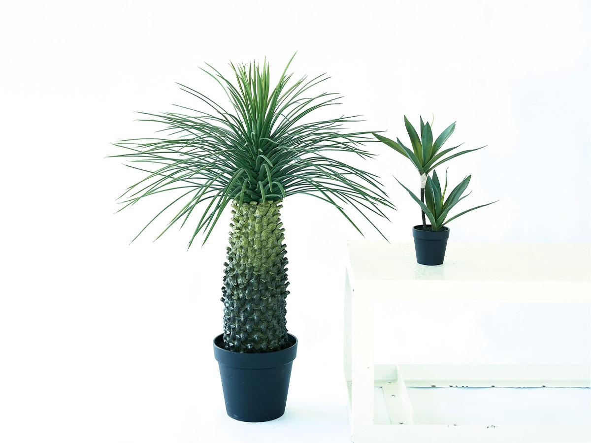 BROWN Yucca Rostrata Pot / ブラウン ユッカ ロストラータ ポット 91