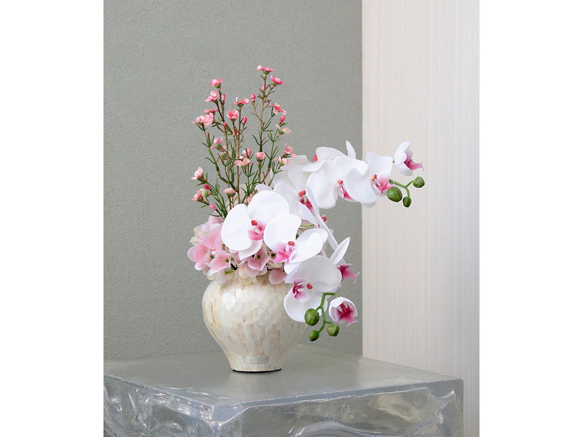 EMILIO ROBBA PHALAENOPSIS / エミリオロバ ファレノプシス 2L リップ