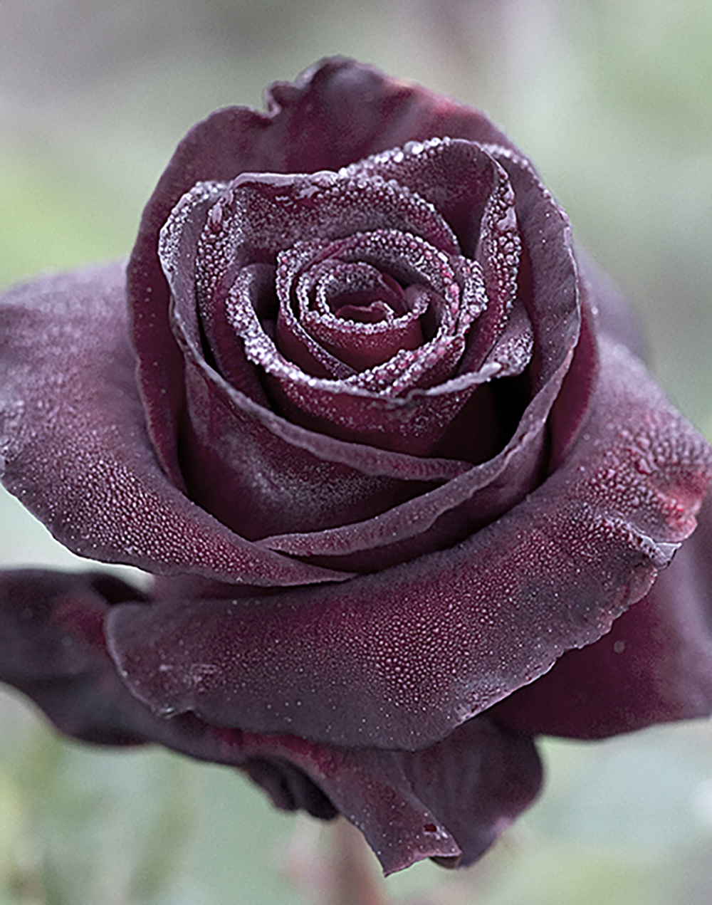Black Baccara® - Star® Roses and Plants