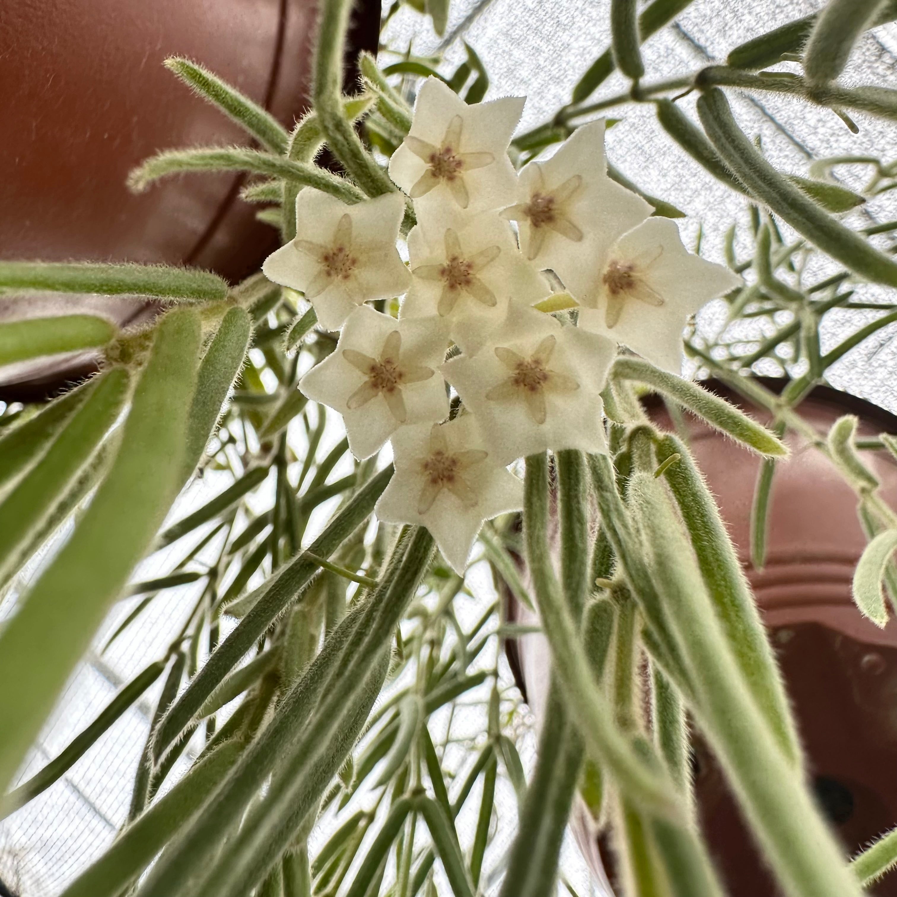 Hoya Linearis | Plant with White Star-Shaped Flowers | Steve's Leaves