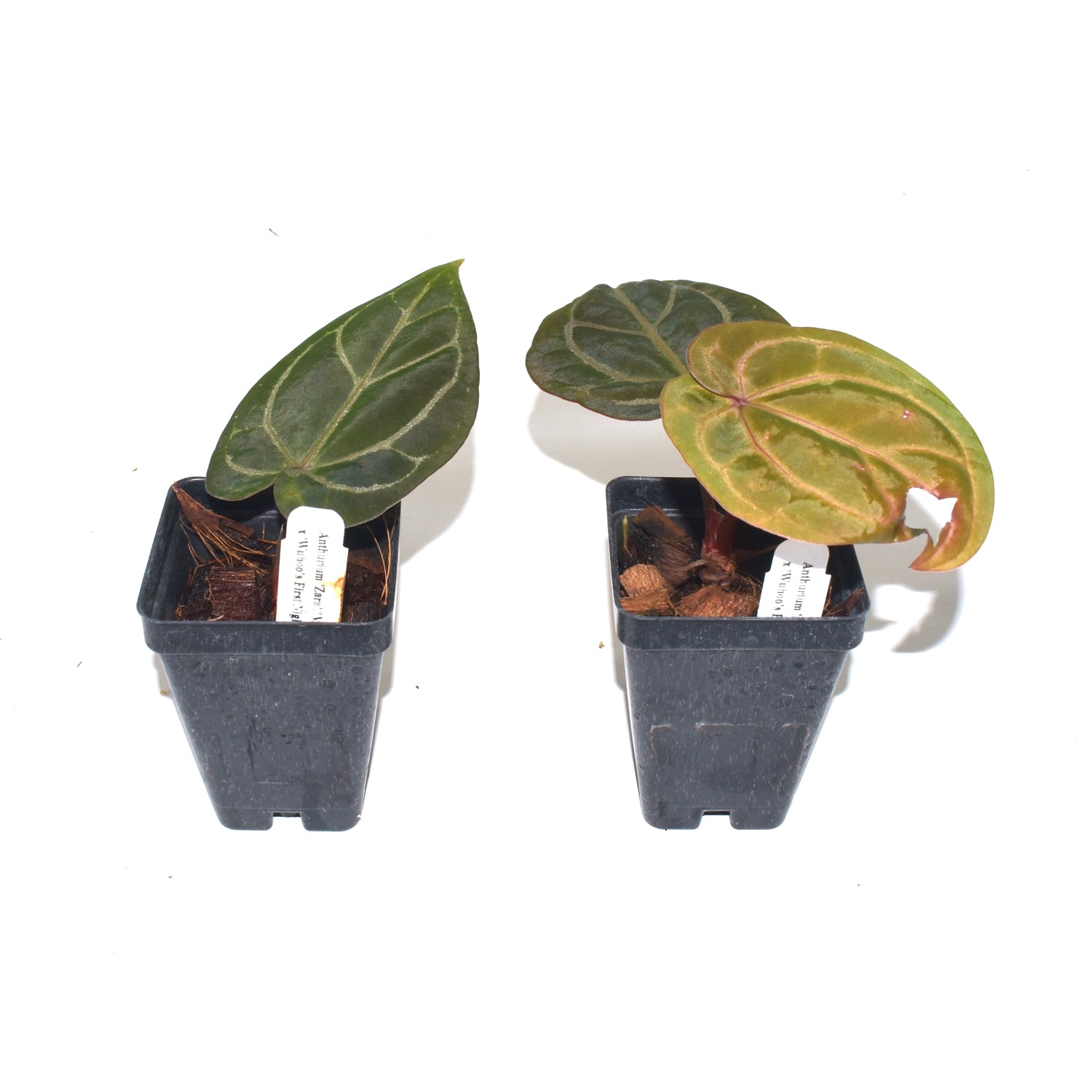 araceae-anthurium-zara-