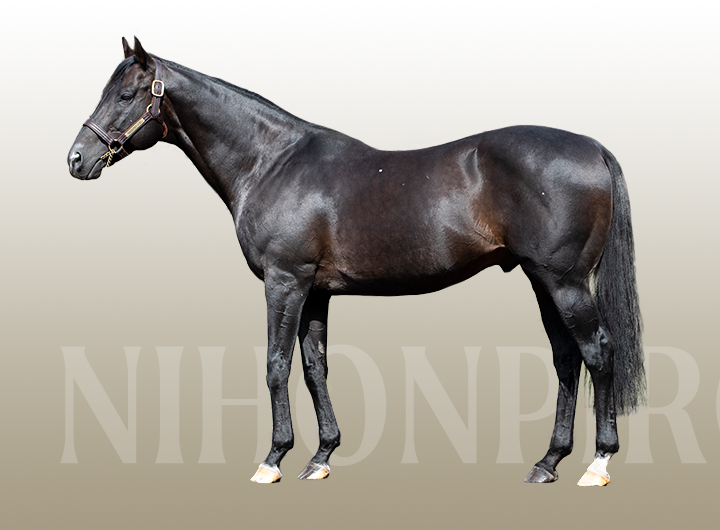 繋養種牡馬 | LEX STUD（レックススタッド）