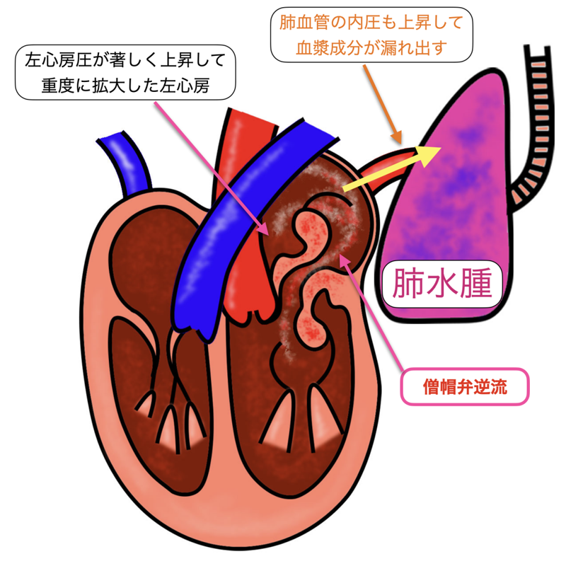 犬の僧帽弁閉鎖不全症 - 東京都杉並区 荻窪の動物病院｜杉並動物循環器