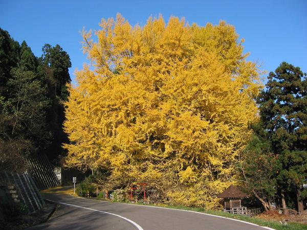 北金ヶ沢の大銀杏 | 旅サラダPLUS 観光・お出かけSPOT
